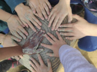 Extraescolars